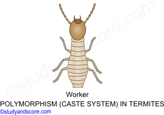 Social behaviour in Insects, Social behaviour in honey bee, Social behaviour in white ants, social insects bees, social insects termites, polymorphism
